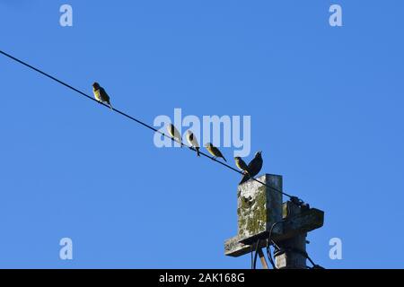 Europäische Star (Sturnus vulgaris) und Cape Kanaren (Serinus canicollis) auf dem Telefon Pol Stockfoto