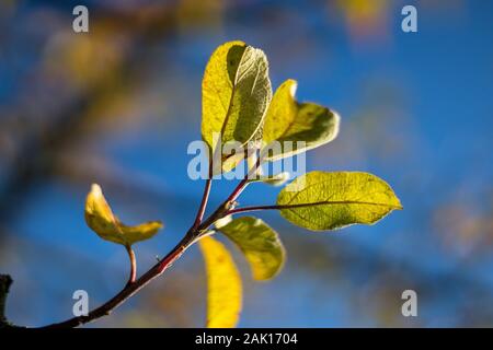 Herbstlaub am Baum - kleine Herbstgelbe Blätter an einem apfelsaum, blauer Himmel Stockfoto