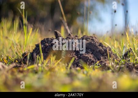 Ein Molehügel (Maulwurf, Maulwurf) im Gras im Garten Stockfoto