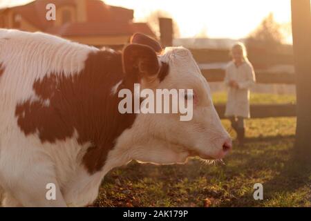 Nahaufnahme des Wadenkopfes auf der Farm, Mädchen in der Nähe eines Holzzauns im Hintergrund, Sonnenuntergang Stockfoto