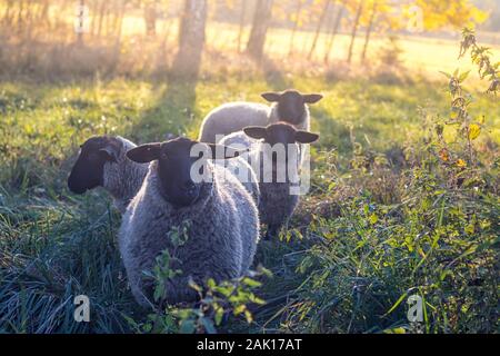 Schafe auf der Weide kleine Herde Schafe auf der Wiese in der Nähe von Wald, Sonnenuntergang Stockfoto