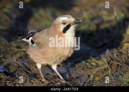 Eurasischen Eichelhäher (Garrulus glandarius) Ernährung auf schlammigem Boden, Yorkshire, England, Januar Stockfoto