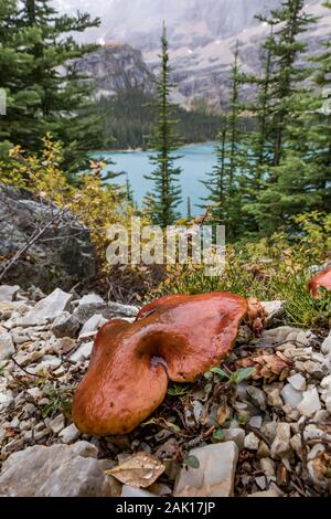 Pilz und Ansicht von Lake Oesa Trail hinunter in Richtung Lake O'Hara im September im Yoho National Park, British Columbia, Kanada Stockfoto