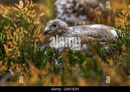 White-tailed Ptarmigan, Lagopus leucura, Fütterung auf Grouseberry, Vaccinium scoparium, unter einer Herde in der subalpinen Lake Oesa Bereich über See O' Stockfoto