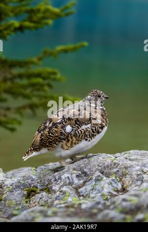 White-tailed Ptarmigan, Lagopus leucura, Fütterung unter einer Herde mit See Lefroy hinter, in der Lake O'Hara Bereich der Yoho National Park, British Columbi Stockfoto