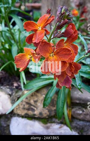 Orange Mauerblümchen (erysimum Cheiri) im Garten Stockfoto