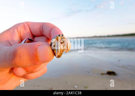 Einsiedlerkrebs Paguroidea gefangen in einer nördlichen Mosambik Strand Stockfoto