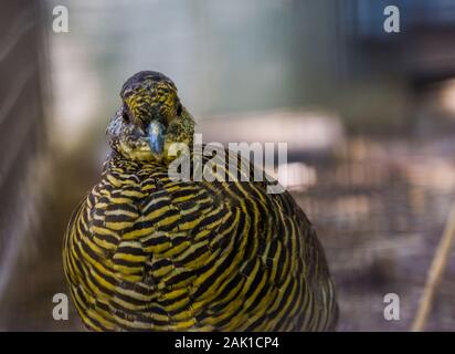 Angesichts einer weiblichen Goldener Fasan in Nahaufnahme, tropischen Vogel specie aus China und Nordamerika Stockfoto