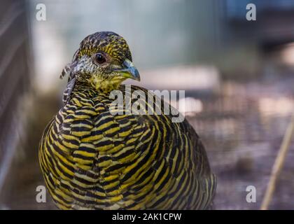 Weibliche Golden Pheasant Gesicht in Nahaufnahme, tropischen Vogel specie aus China und Nordamerika Stockfoto