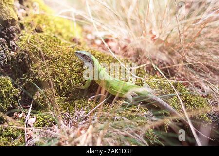 Kleine grüne Echse im Gras auf Moos, Sonnenlicht Stockfoto