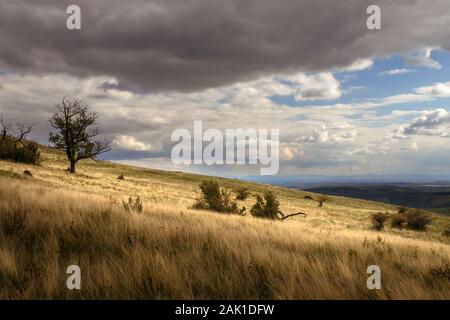Hügel des Tafelbergs. Dramatischer Himmel über Wiese mit Büschen und teilweise sonnenbeleuchtetem Baum Stockfoto