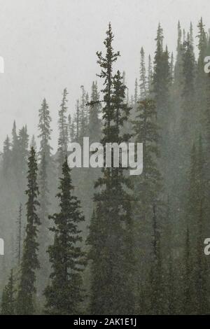 Schnee im September auf dem nadelholzforsten um den Lake O'Hara im Yoho National Park, British Columbia, Kanada Stockfoto