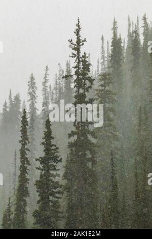 Schnee im September auf dem nadelholzforsten um den Lake O'Hara im Yoho National Park, British Columbia, Kanada Stockfoto