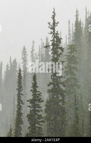 Schnee im September auf dem nadelholzforsten um den Lake O'Hara im Yoho National Park, British Columbia, Kanada Stockfoto