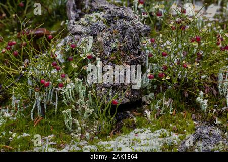 Grouseberry, Vaccinium scoparium, eine kleine rot-tragende relative Heidelbeeren, entlang der östlichen Opabin Trail im September im Yoho National Park, British Stockfoto