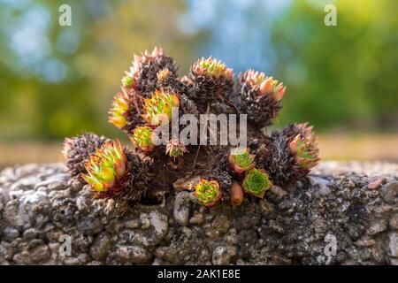 Nahaufnahme des gemeinsamen Hauswurz Pflanze, die an der Wand. Bild Stockfoto