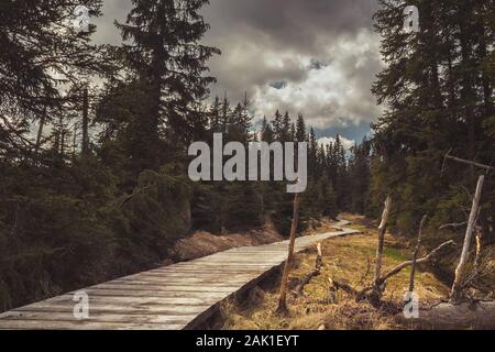 Pfad (holzsteg) zwischen Bäumen (Fichten) im Hintergrund Himmel mit weißen Wolken, Cikanska Leiste (Gypsy Moor) - torfmoore in der Sumava Stockfoto