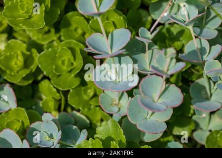 Nahaufnahme von sukkulente Pflanze grünes Blatt mit Wassertropfen. Bild Stockfoto