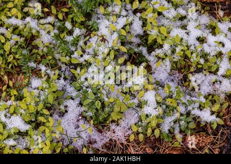 Grouseberry, Vaccinium scoparium, eine kleine rot-tragende relative Heidelbeeren, entlang der östlichen Opabin Trail im September im Yoho National Park, British Stockfoto