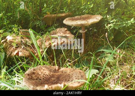 Pilze im Gras (Macrolepiota procera, der Sonnenschirm Pilz) - Mehrere große Pilze auf der Wiese im hohen Gras, sonnigen Tag Stockfoto