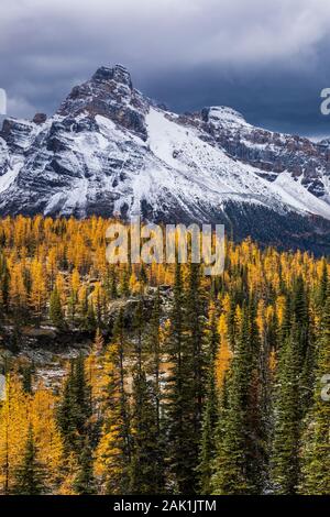 Alpine Lärchen, Laryx lyallii und Cathedral Mountain gesehen von Opabin Plateau im September im Yoho National Park, British Columbia, Kanada Stockfoto