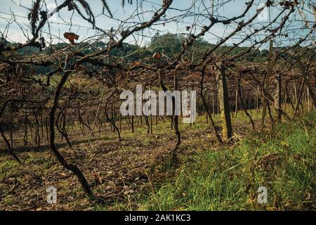 Ländliche Landschaft mit Reihen von Blattlosen Trunks und Weinstock Zweige im Winter in der Nähe von Bento Goncalves. Ein Wein produzierenden Land Stadt im Süden Brasiliens. Stockfoto
