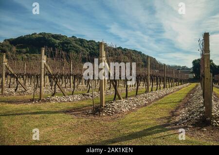 Landschaft mit einigen Zeilen von Blattlosen Weinstock Stämme und Äste im Winter in der Nähe von Bento Goncalves. Ein Wein produzierenden Land Stadt im Süden Brasiliens. Stockfoto