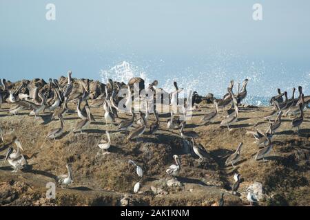 Große Herde brauner Pelikane auf einem Felsen im Pazifischen Ozean. Welle stürzt im Hintergrund ab Stockfoto