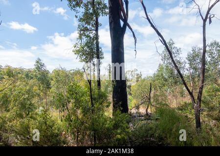 Australien, South West, Western Australien, 01/Januar/2020, Nationalpark, Im Bild: Buschland und Wald, Hier hat es vor kurzem noch gebrannt. An den Bäum Stockfoto