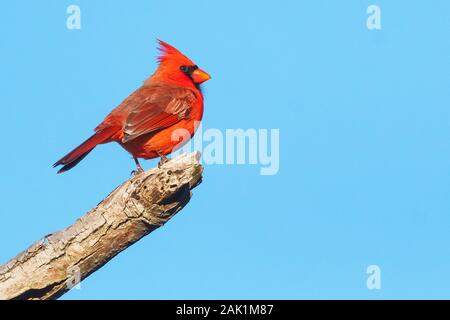 Helle männliche nördlichen Kardinal auf Barsch Stockfoto