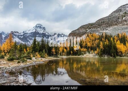 Alpine Lärchen Larix lyallii, um Schaffer See mit Mount Huber distanziert, im September im Yoho National Park, British Columbia, Kanada Stockfoto