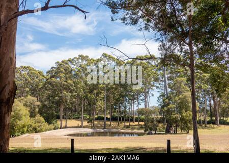 Australien, South West, Western Australien, 01/Januar/2020, Nationalpark, Im Bild: Buschland und Wald, Hier hat es vor kurzem noch gebrannt. An den Bäum Stockfoto