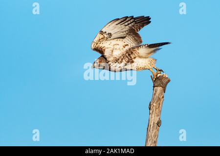 Juvenile Red-tailed Hawk im Flug Stockfoto