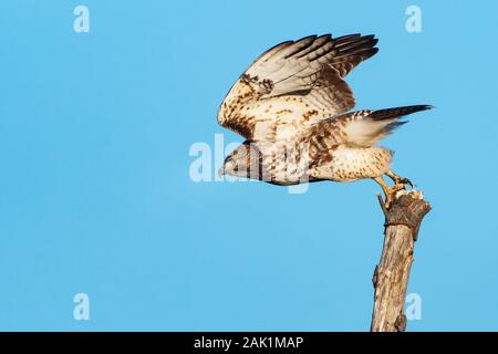 Juvenile Red-tailed Hawk im Flug Stockfoto