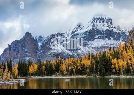 Alpine Lärchen Larix lyallii, um Schaffer See mit Wiwaxy Gipfeln und Mount Huber distanziert, im September im Yoho National Park, British Columbia, C Stockfoto