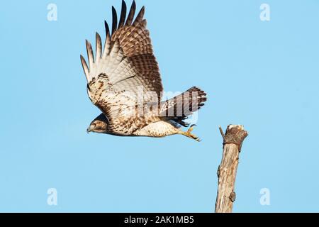 Juvenile Red-tailed Hawk im Flug Stockfoto