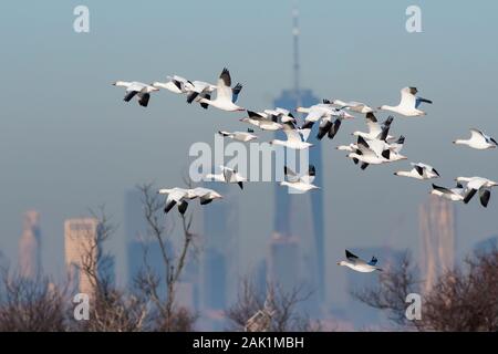 Herde von Schnee Gänse über New York City Skyline fliegen Stockfoto