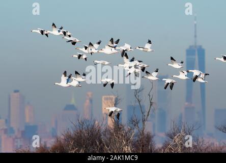 Herde von Schnee Gänse über New York City Skyline fliegen Stockfoto