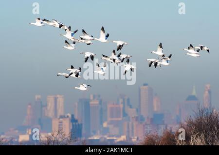 Herde von Schnee Gänse über New York City Skyline fliegen Stockfoto