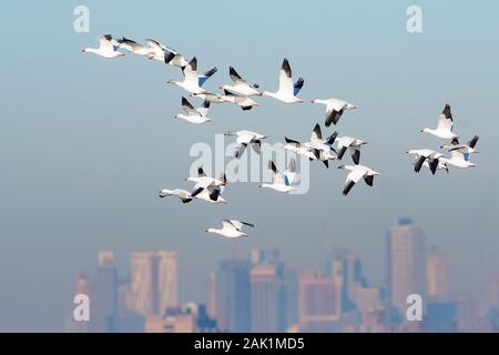 Herde von Schnee Gänse über New York City Skyline fliegen Stockfoto