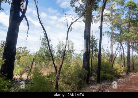 Australien, South West, Western Australien, 01/Januar/2020, Nationalpark, Im Bild: Buschland und Wald, Hier hat es vor kurzem noch gebrannt. An den Bäum Stockfoto