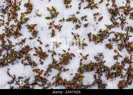 Berg Avens, Dryas octopetala, mit graupel Schnee auf Opabin Plateau im September im Yoho National Park, British Columbia, Kanada Stockfoto