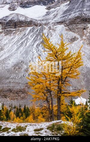 Alpine Lärchen Larix lyallii, mit Park Mountain entfernt in der Nähe von See McArthur im September im Yoho National Park, British Columbia, Kanada Stockfoto