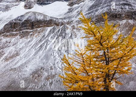 Alpine Lärchen Larix lyallii, mit Park Mountain entfernt in der Nähe von See McArthur im September im Yoho National Park, British Columbia, Kanada Stockfoto