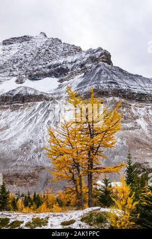 Alpine Lärchen Larix lyallii, mit Park Mountain entfernt in der Nähe von See McArthur im September im Yoho National Park, British Columbia, Kanada Stockfoto