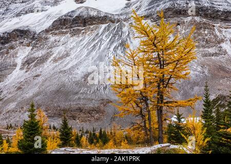 Alpine Lärchen Larix lyallii, mit Park Mountain entfernt in der Nähe von See McArthur im September im Yoho National Park, British Columbia, Kanada Stockfoto