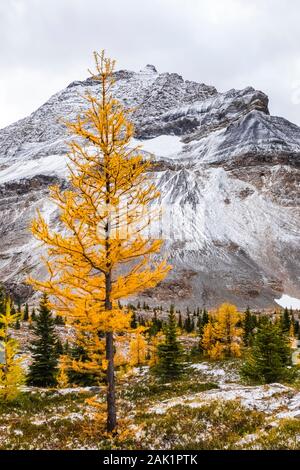 Alpine Lärchen Larix lyallii, mit Park Mountain entfernt in der Nähe von See McArthur im September im Yoho National Park, British Columbia, Kanada Stockfoto