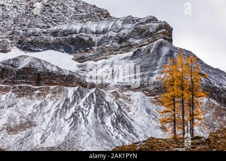 Alpine Lärchen Larix lyallii, mit Park Mountain entfernt in der Nähe von See McArthur im September im Yoho National Park, British Columbia, Kanada Stockfoto