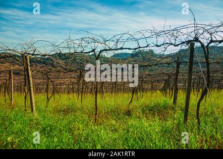 Landschaft mit Stämme und Äste von Blattlosen Weinreben in einem Weinberg in der Nähe von Bento Gonçalves. Ein Wein produzierenden Land Stadt im Süden Brasiliens. Stockfoto