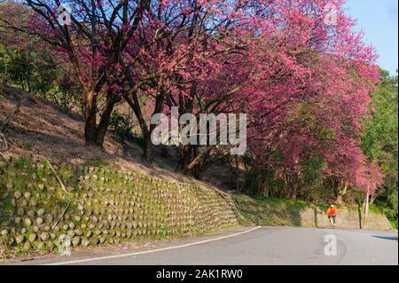 Ein Berg Straße voller Sakura, Radfahrer über Fahrt Stockfoto